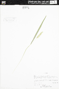 Elymus virginicus image