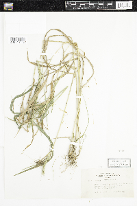 Elymus virginicus image