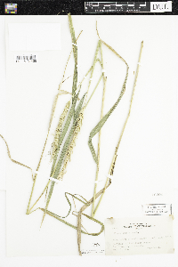 Elymus virginicus image
