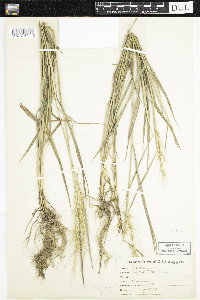 Elymus hystrix image