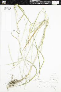 Thumbnail image of current specimen