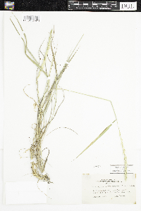 Thumbnail image of current specimen