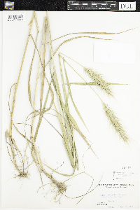 thumbnail image of current specimen