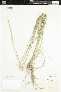 Elymus trachycaulus image