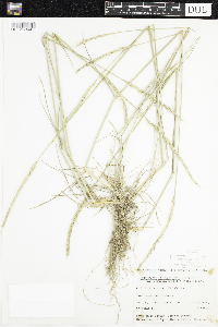 Elymus trachycaulus image