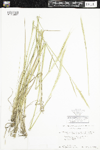 Elymus trachycaulus image