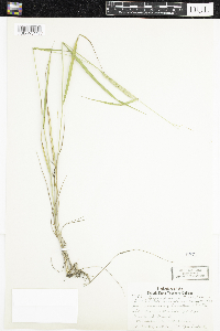 Elymus trachycaulus image