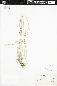 Elymus trachycaulus image