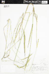 thumbnail image of current specimen