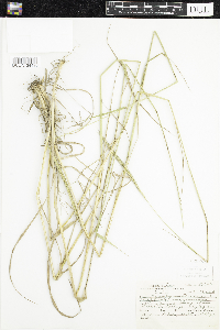 Elymus trachycaulus image
