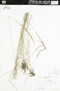 Elymus trachycaulus image
