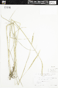 Elymus trachycaulus image
