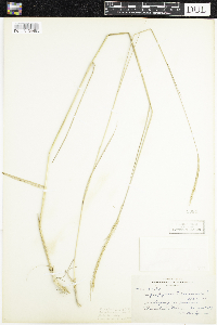 Elymus trachycaulus image