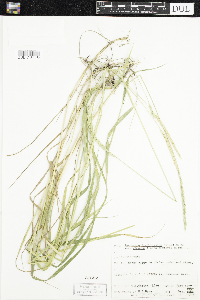 Elymus trachycaulus image