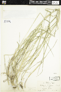 Elymus trachycaulus subsp. trachycaulus image