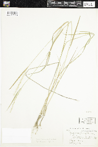 thumbnail image of current specimen