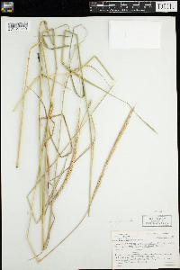 Elymus trachycaulus image