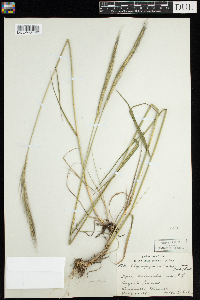 Elymus trachycaulus image