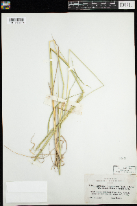 Elymus trachycaulus image