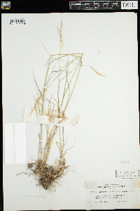 Elymus trachycaulus image