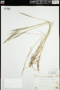 Elymus trachycaulus image