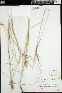 Elymus trachycaulus image