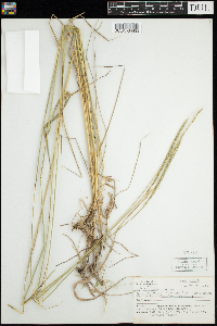 Elymus trachycaulus image