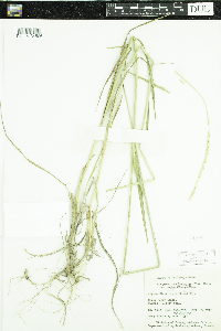 Thumbnail image of current specimen