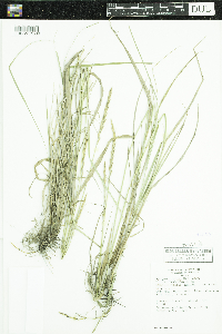 Elymus repens image
