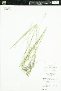 Elymus repens image