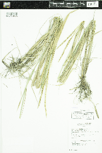 Elymus repens image