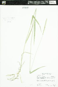 Elymus repens image