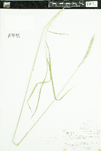 Elymus repens image