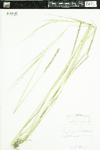 Elymus repens image