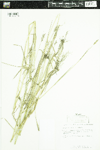 Elymus repens image