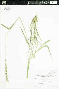 Elymus repens image