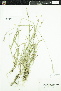 Elymus repens image