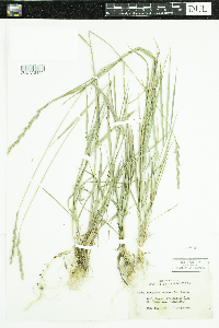 Elymus repens image