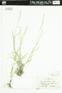 Elymus repens image