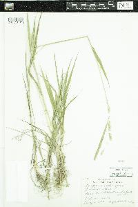 Elymus repens image