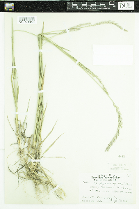 Elymus repens image