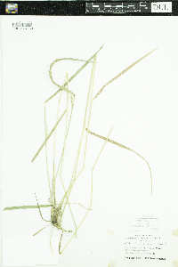 Elymus repens image