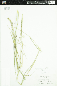 Elymus repens image