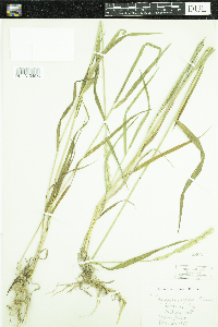 Elymus repens image