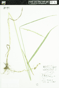 Elymus repens image
