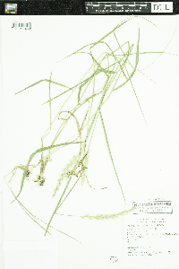Elymus repens image