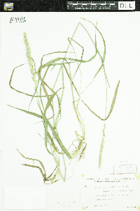 Elymus repens image