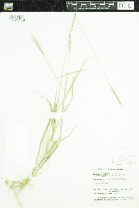 Elymus repens image