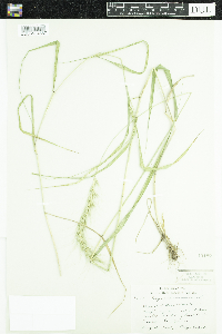 Elymus canadensis image