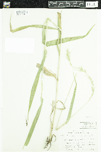 Elymus canadensis image